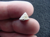  Astraea precursor fossil gastropod shell Brantley pit ap 37 