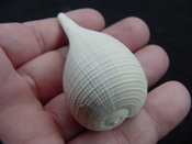  Ficus caloosahatchiensis fragile fossil shell gastropod ff 3 