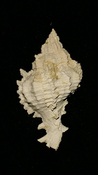  Fossil / Fossilized Muricidae-Murex You Name Special mur53 