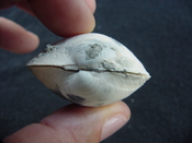  Anodontia alba whole fossil bivalve shell aa 6 