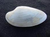  Fossil Macrocallista nimbosa bivallve shell ds1 