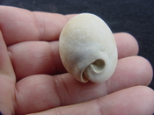  Siphocypraea haleyorum extinct fossil cypraea cowrie shell hr 6 