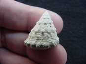  Astraea precursor fossil gastropod shell Brantley pit ap 54 