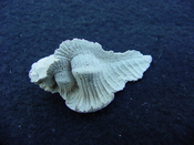  Fossil Subpterynotus cf. textilis murex muricidae st27 