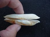  Fossil whole bilvalve shell Solecurtus cumingianus rc8 