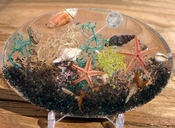 Resin ocean terrarium nautical sea shell beach art ss16 