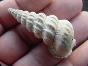  Pyrazisinus scalatus fossil shell gastropod Caloosahatchee ps 20 