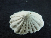  Crucibulum scutellatum fossil gastropod Pinecrest beds cr 6 