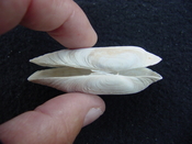  Fossil whole bilvalve shell Solecurtus cumingianus rc1 