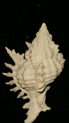  Fossil / Fossilized Muricidae-Murex You Name Special mur88 