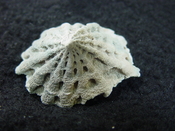  Crucibulum scutellatum fossil gastropod Pinecrest beds cr 9 