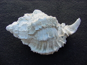  Fossil Murex Shell Phyllonotus evergladesensis pe1 