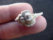  Fossil murex muricidae shell Vokesimurex pahayokee pa1 
