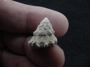  Astraea precursor fossil gastropod shell Brantley pit ap 100 