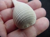  Ficus caloosahatchiensis fragile fossil shell gastropod ff 14 