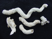  Florida fossil worms starter collection or add to your own bw 4 