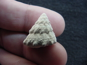  Astraea precursor fossil gastropod shell Brantley pit ap 43 