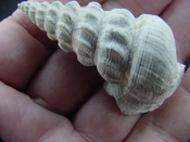  Pyrazisinus scalatus fossil shell gastropod Caloosahatchee ps 12 