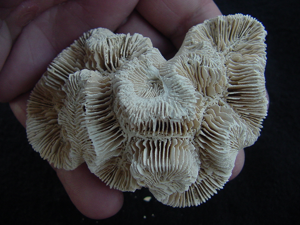 Manicina areolata fossil rose coral ma7