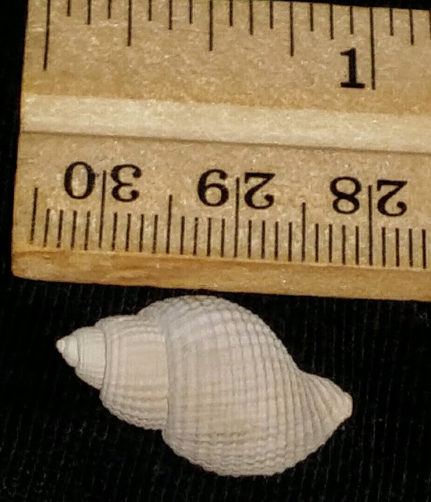 Massyla Gravesae fossil shell from Sarasota pit yns88