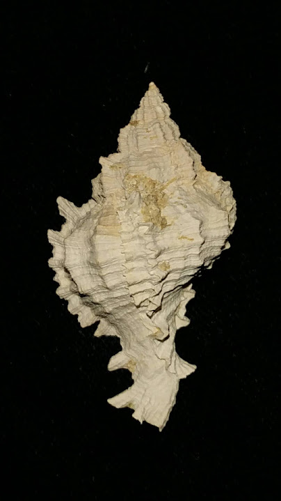 Fossil / Fossilized Muricidae-Murex You Name Special mur53