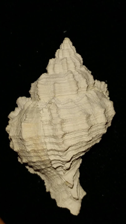 Fossil / Fossilized Muricidae-Murex You Name Special mur64