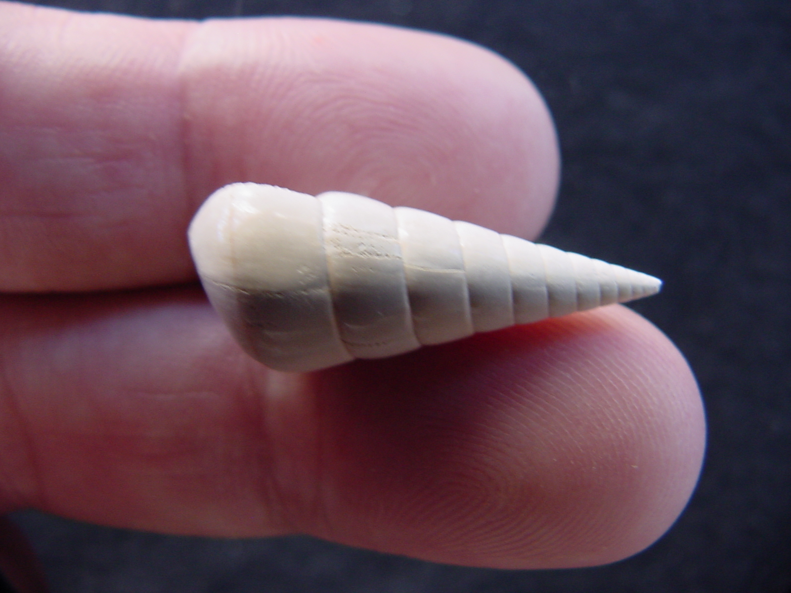 Fossil Niso willcoxiana extinct gastropod shell nw12