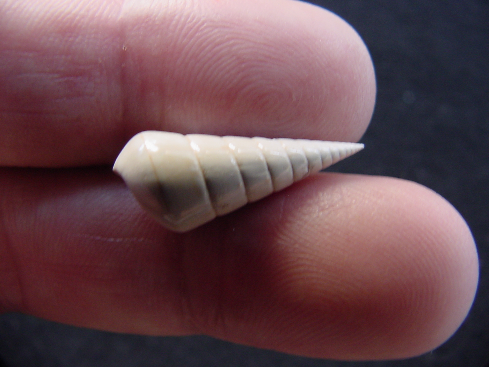 Fossil Niso willcoxiana extinct gastropod shell nw4