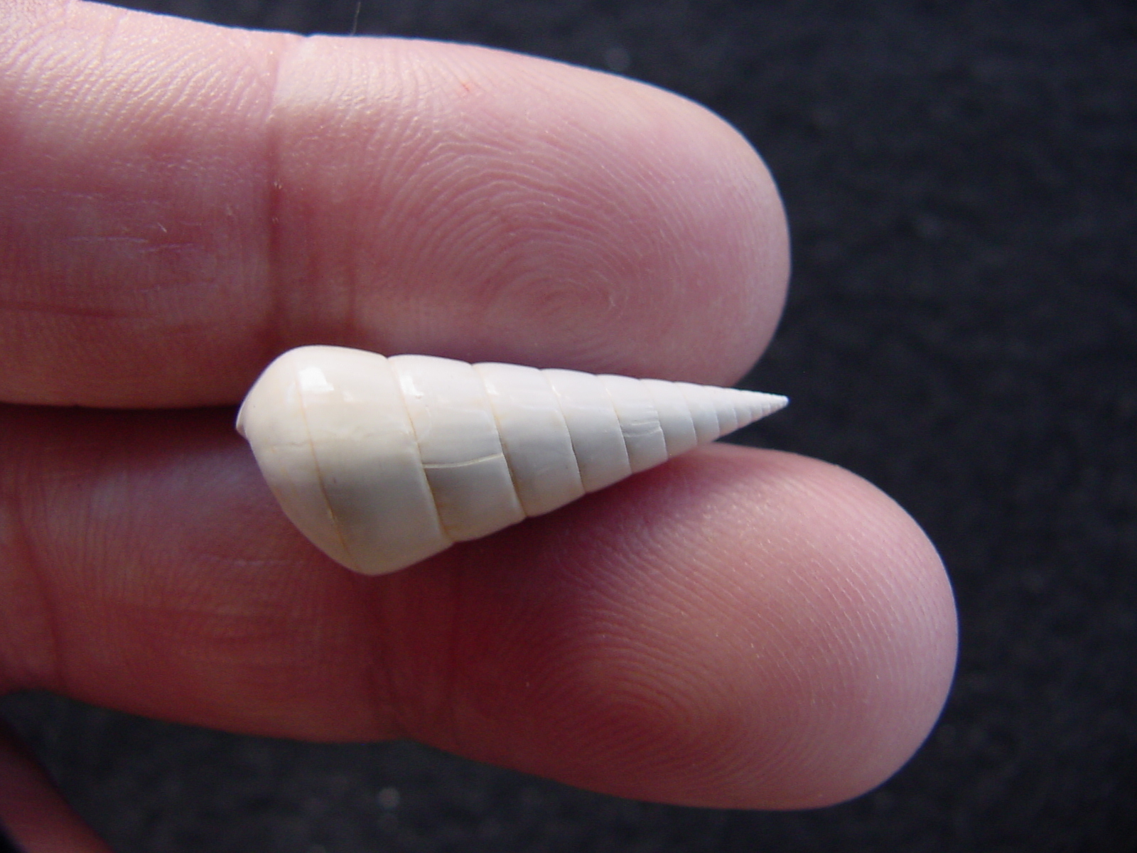 Fossil Niso willcoxiana extinct gastropod shell nw5