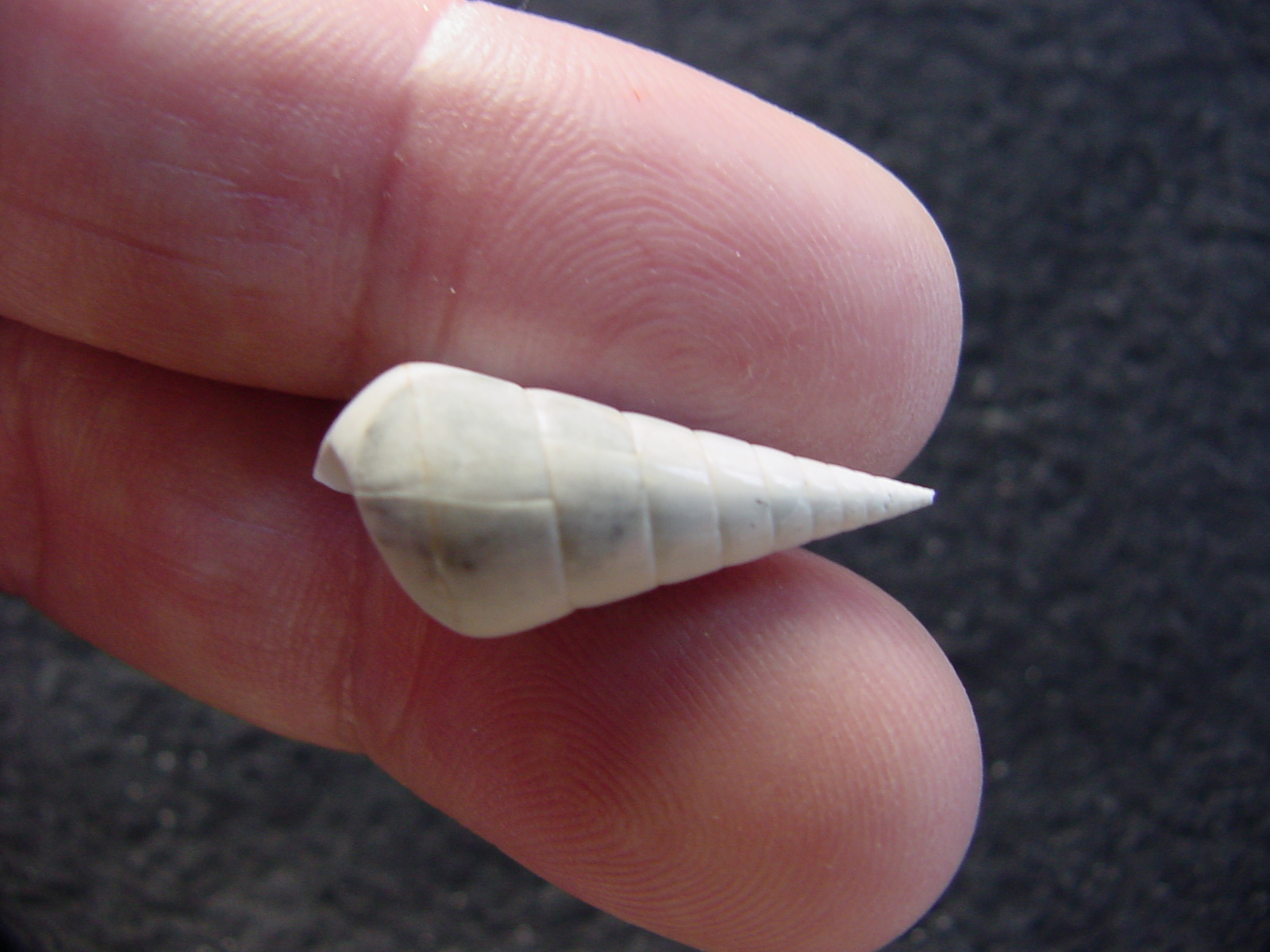 Fossil Niso willcoxiana extinct gastropod shell nw7