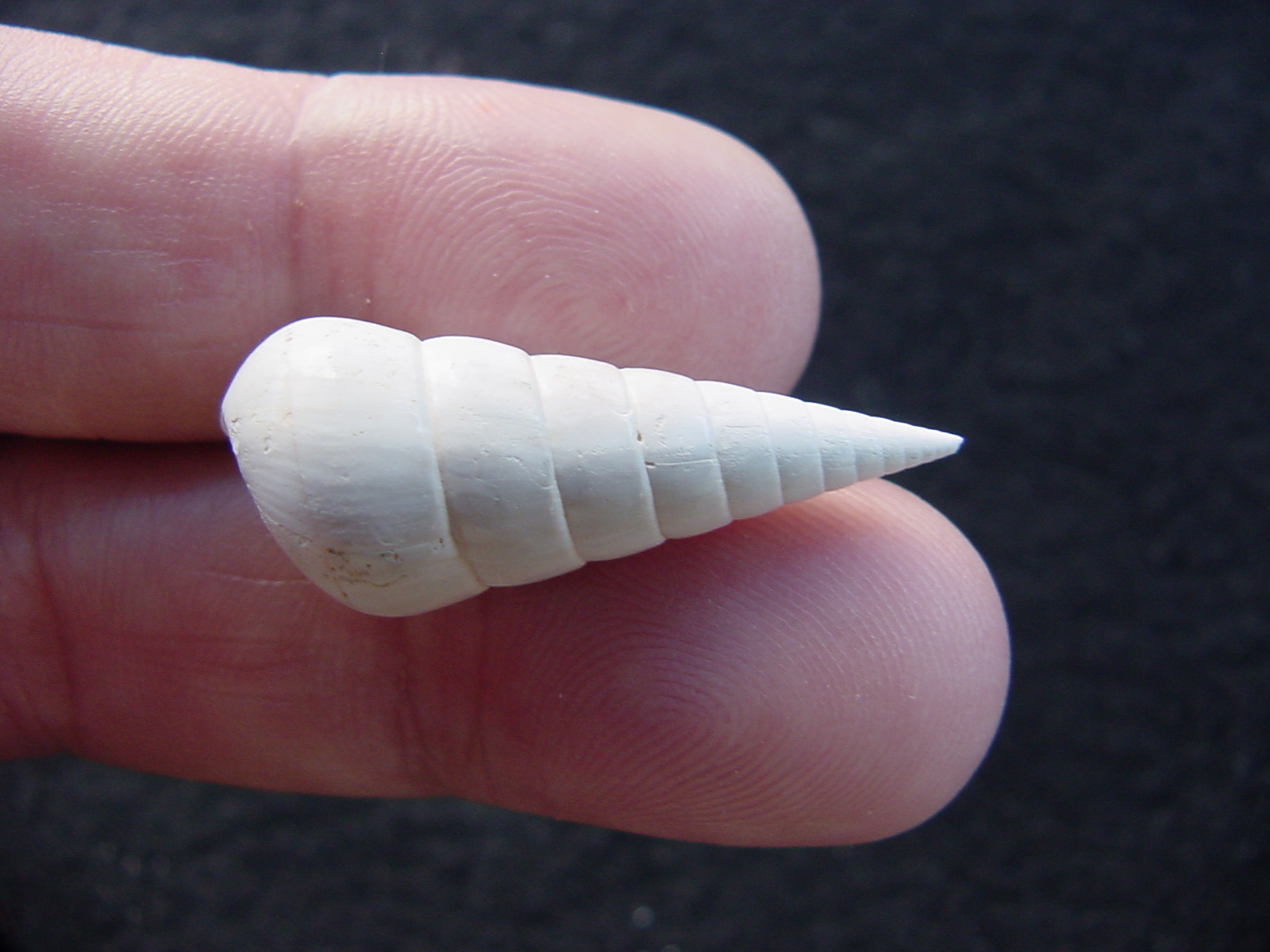Fossil Niso willcoxiana extinct gastropod shell nw8