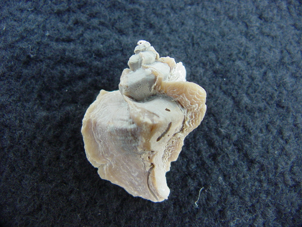 Pterorhytis fluviana rare extinct fossil murex shell pf 4