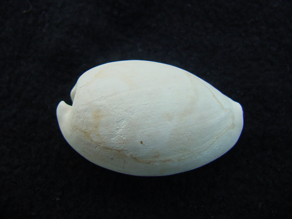 Siphocypraea pahayokea aspenae fossil cowrie shell spa 3