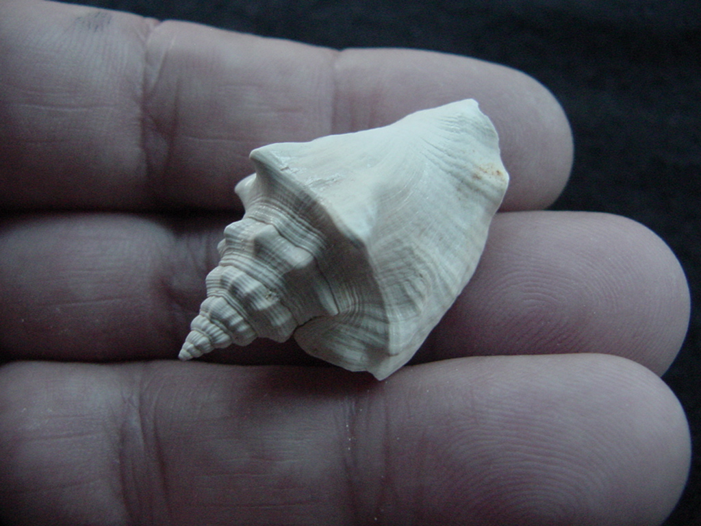 Fossil Strombus aldrichi miocene small rare strombus sa21