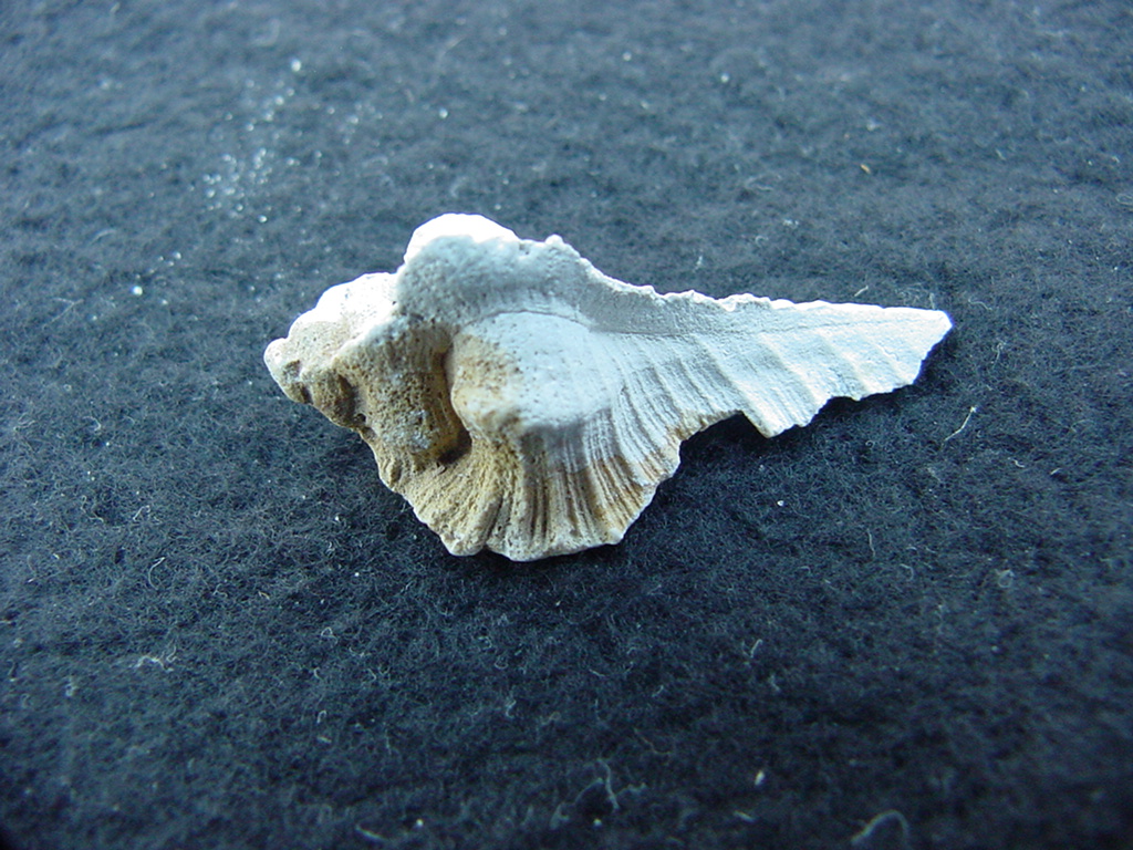 Fossil Subpterynotus cf. textilis murex muricidae st17