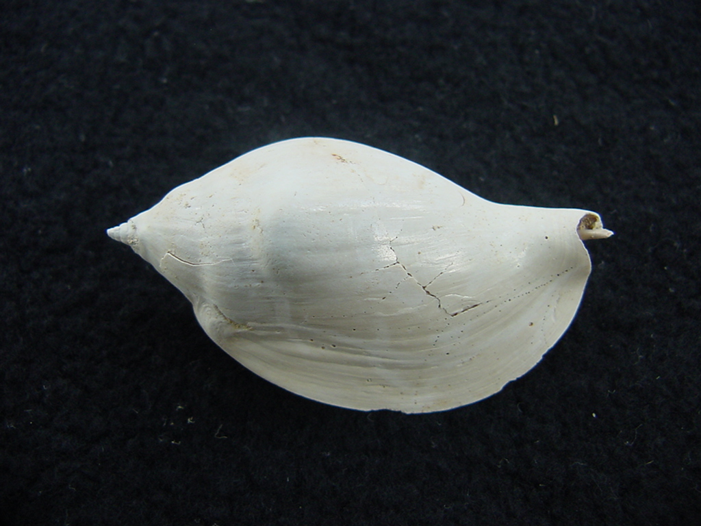 Volutifusus Orthalux gabbi miocene fossil shell vog4
