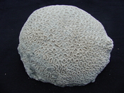 Extinct fossil Dichocoenia caloosahatcheensis coral dc1 : Southern ...