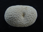 Siderastrea dalli extinct fossil coral head sd 2 : Southern Arrow ...