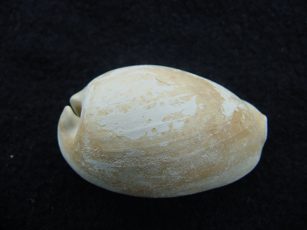 Siphocypraea aspenae : Southern Arrow, Fossil Shells From Southern ...